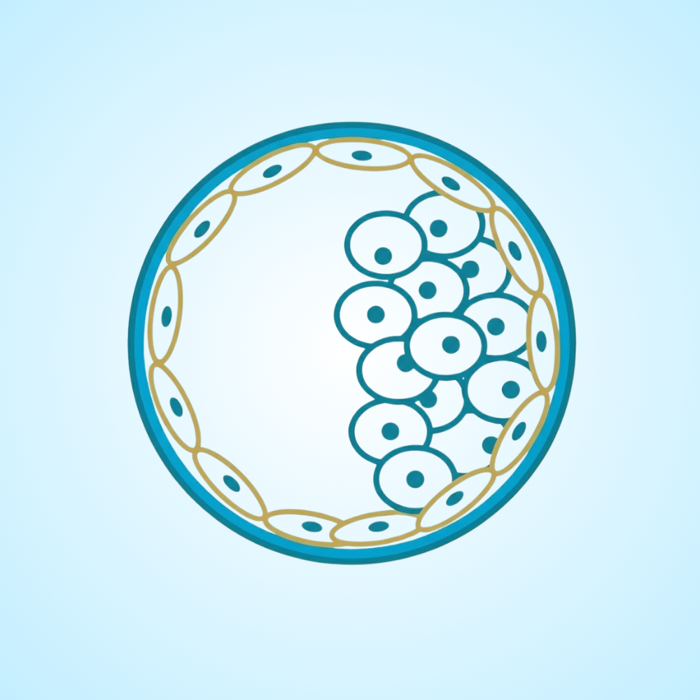 Transferência de Embriões